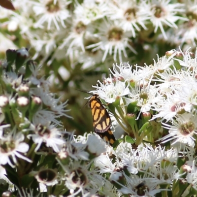 Unidentified Tiger moth (Arctiinae) at Yackandandah, VIC - 4 Dec 2021 by KylieWaldon