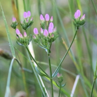 Centaurium sp. at Yackandandah, VIC - 5 Dec 2021 by KylieWaldon