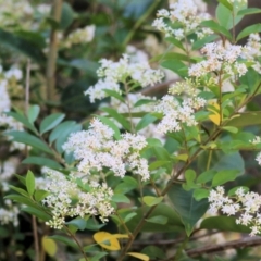 Ligustrum vulgare at Yackandandah, VIC - 4 Dec 2021 by KylieWaldon