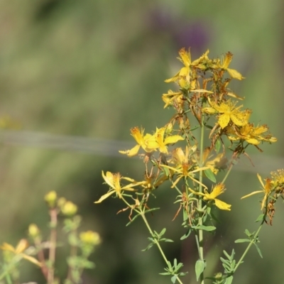 Unidentified Other Wildflower or Herb at Yackandandah, VIC - 4 Dec 2021 by KylieWaldon