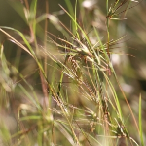 Themeda triandra at Yackandandah, VIC - 5 Dec 2021