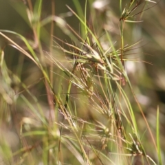 Unidentified Grass at Yackandandah, VIC - 4 Dec 2021 by KylieWaldon