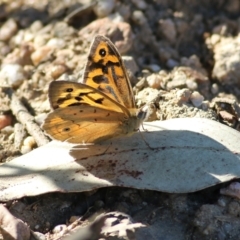 Heteronympha merope (Common Brown Butterfly) at Yackandandah, VIC - 5 Dec 2021 by KylieWaldon