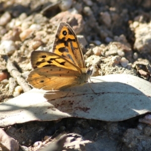 Heteronympha merope at Yackandandah, VIC - 5 Dec 2021