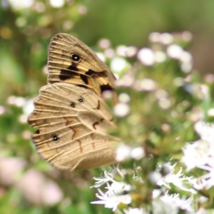 Heteronympha merope at Yackandandah, VIC - 5 Dec 2021