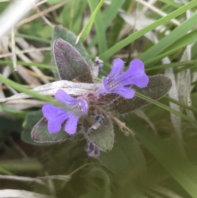 Ajuga australis (Austral Bugle) at Yaouk, NSW - 28 Nov 2021 by Tapirlord