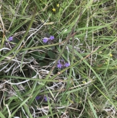 Ajuga australis at Yaouk, NSW - 28 Nov 2021 10:41 AM