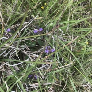 Ajuga australis at Yaouk, NSW - 28 Nov 2021