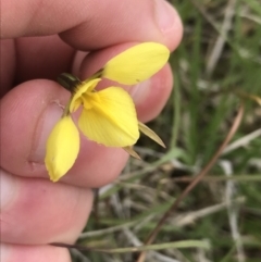 Diuris monticola (Highland Golden Moths) at Yaouk, NSW - 27 Nov 2021 by Tapirlord