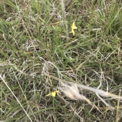 Diuris monticola at Yaouk, NSW - 28 Nov 2021