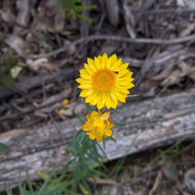 Xerochrysum viscosum (Sticky Everlasting) at Mundaroo Flora Reserve - 3 Dec 2021 by Darcy