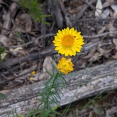 Xerochrysum viscosum at Coppabella, NSW - 3 Dec 2021 12:43 PM