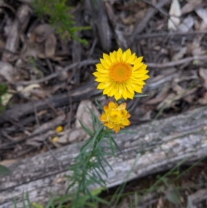 Xerochrysum viscosum at Coppabella, NSW - 3 Dec 2021 12:43 PM