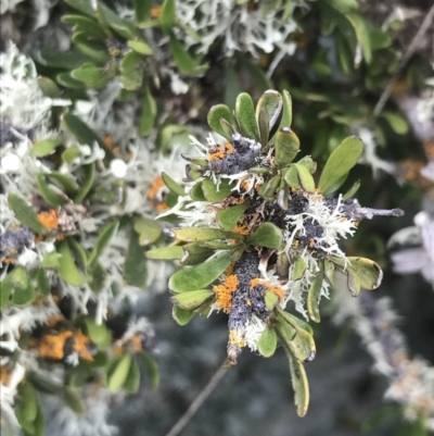 Melicytus angustifolius subsp. divaricatus (Divaricate Tree Violet) at Yaouk, NSW - 28 Nov 2021 by Tapirlord