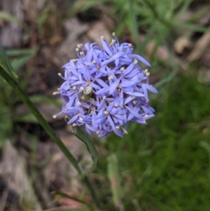 Brunonia australis (Blue Pincushion) at Coppabella, NSW by Darcy
