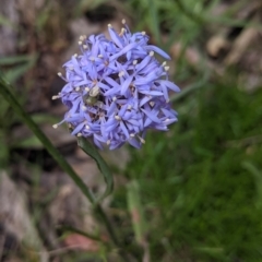 Brunonia australis at Coppabella, NSW - 3 Dec 2021