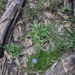 Brunonia australis at Coppabella, NSW - 3 Dec 2021