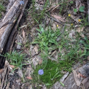 Brunonia australis at Coppabella, NSW - 3 Dec 2021