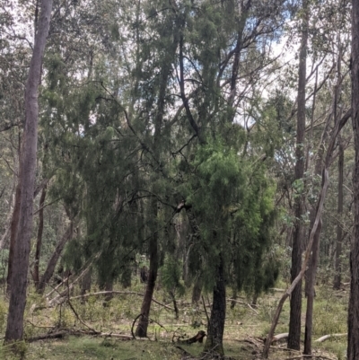 Exocarpos cupressiformis (Cherry Ballart) at Mundaroo Flora Reserve - 3 Dec 2021 by Darcy