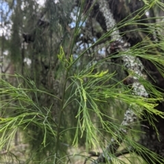 Exocarpos cupressiformis at Coppabella, NSW - 3 Dec 2021