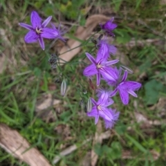 Thysanotus tuberosus (Common Fringe-lily) at Mundaroo Flora Reserve - 3 Dec 2021 by Darcy