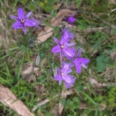 Thysanotus tuberosus at Coppabella, NSW - 3 Dec 2021