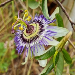 Passiflora caerulea at Isaacs, ACT - 5 Dec 2021