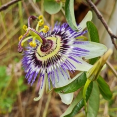 Passiflora caerulea (Blue Passionflower) at Isaacs, ACT - 5 Dec 2021 by Mike