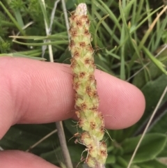 Plantago euryphylla (A Plantain) at Yaouk, NSW - 27 Nov 2021 by Tapirlord