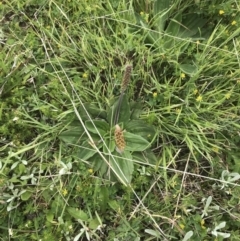 Plantago euryphylla at Yaouk, NSW - 28 Nov 2021