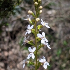 Stylidium armeria (Thrift-leaved Triggerplant) at Mundaroo Flora Reserve - 3 Dec 2021 by Darcy