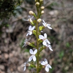 Stylidium armeria (trigger plant) at Coppabella, NSW - 3 Dec 2021 by Darcy