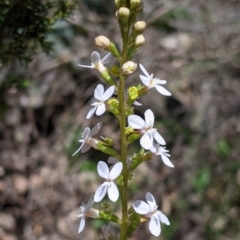 Stylidium armeria (Thrift-leaved Triggerplant) at Coppabella, NSW - 3 Dec 2021 by Darcy