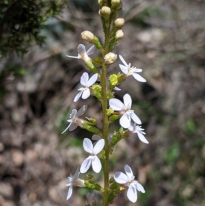 Stylidium armeria at Coppabella, NSW - 3 Dec 2021