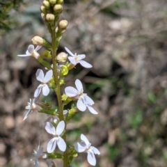 Stylidium armeria at Coppabella, NSW - 3 Dec 2021