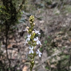 Stylidium armeria at Coppabella, NSW - 3 Dec 2021