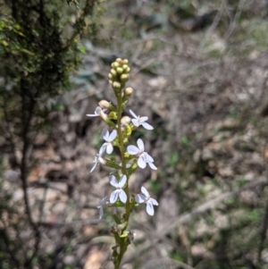 Stylidium armeria at Coppabella, NSW - 3 Dec 2021