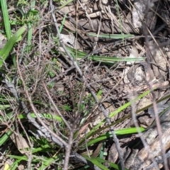 Stylidium armeria at Coppabella, NSW - 3 Dec 2021 01:03 PM