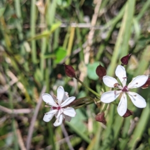 Burchardia umbellata at Coppabella, NSW - 3 Dec 2021