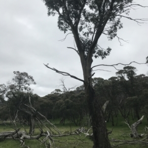 Eucalyptus stellulata at Yaouk, NSW - 28 Nov 2021 10:53 AM