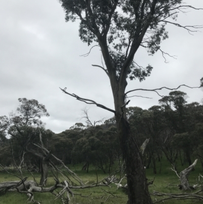 Eucalyptus stellulata (Black Sally) at Yaouk, NSW - 27 Nov 2021 by Tapirlord