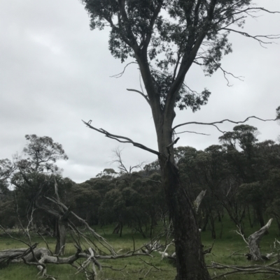 Eucalyptus stellulata (Black Sally) at Yaouk, NSW - 28 Nov 2021 by Tapirlord