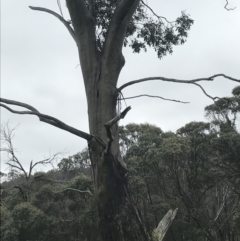 Eucalyptus stellulata at Yaouk, NSW - 28 Nov 2021 10:53 AM