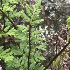 Cheilanthes sieberi (Rock Fern) at Yaouk, NSW - 28 Nov 2021 by Tapirlord