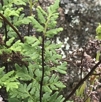 Cheilanthes sieberi (Rock Fern) at Yaouk, NSW - 28 Nov 2021 by Tapirlord