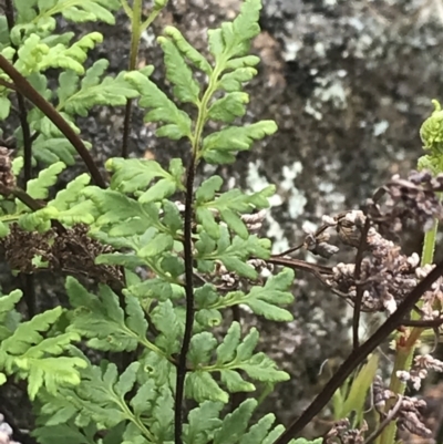 Cheilanthes sieberi (Rock Fern) at Yaouk, NSW - 27 Nov 2021 by Tapirlord