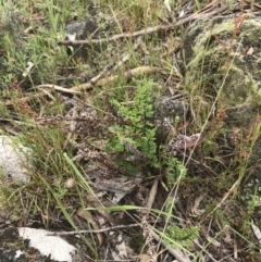 Cheilanthes sieberi at Yaouk, NSW - 28 Nov 2021