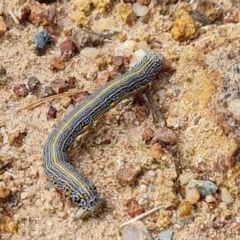 Chlenias banksiaria group (A Geometer moth) at Isaacs, ACT - 5 Dec 2021 by Mike