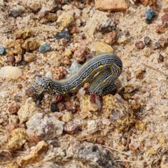 Chlenias banksiaria group at Isaacs, ACT - 5 Dec 2021 05:38 PM