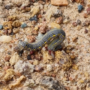 Chlenias banksiaria group at Isaacs, ACT - 5 Dec 2021 05:38 PM